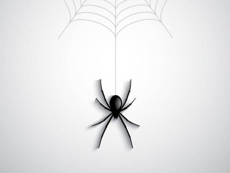 Spider: il solitario più famoso al mondo - -